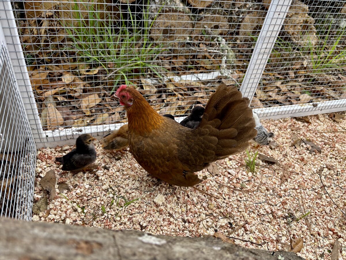 Chickens at Locia Farms
