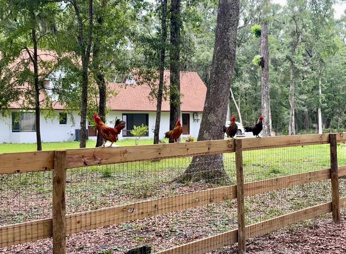 Chickens at Locia Farms