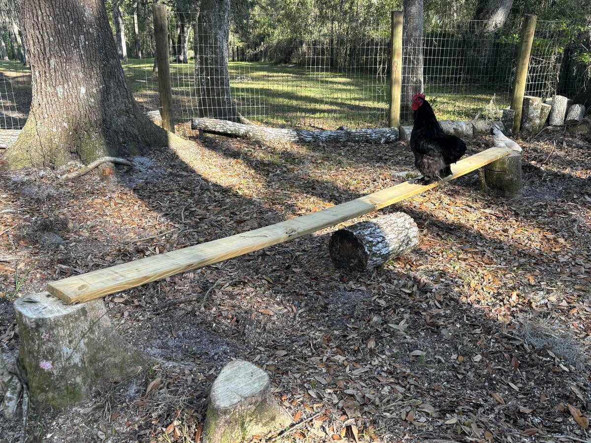 Chickens at Locia Farms