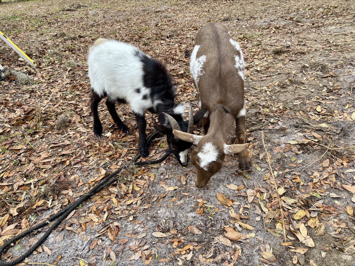 Goats at Locia Farms