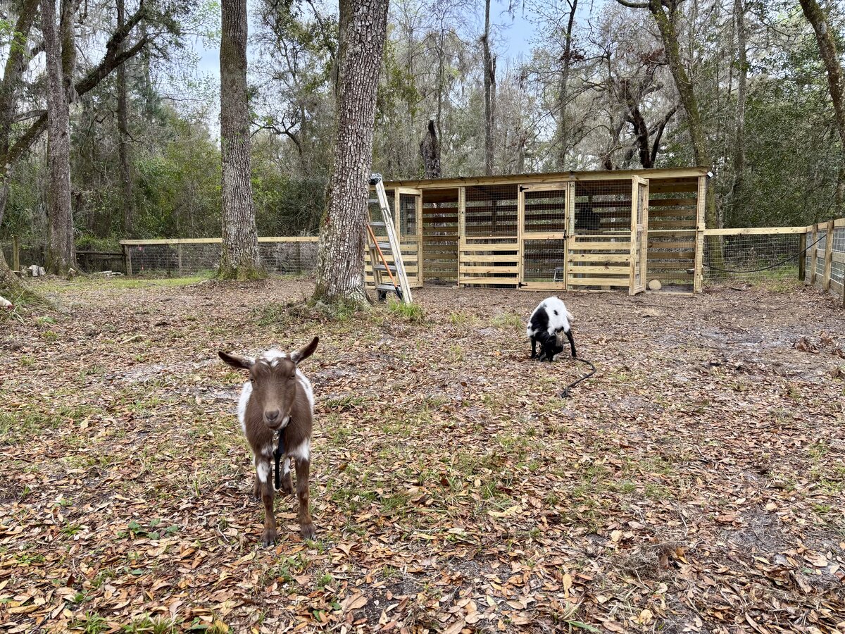 Goats at Locia Farms