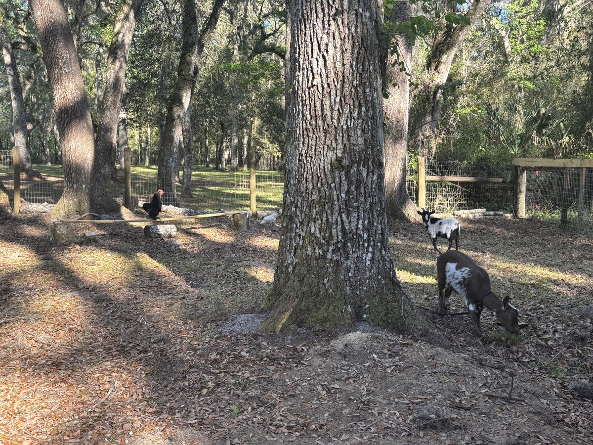 Goats at Locia Farms