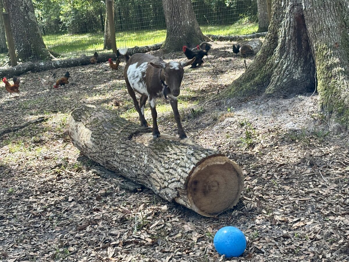 Goats at Locia Farms